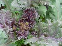 CRAMBE MARITIMA