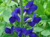 BAPTISIA AUSTRALIS