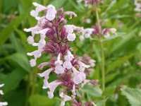 NEPETA 'DAWN TO DUSK'