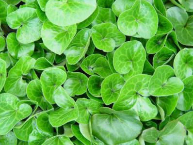 ASARUM CANADENSE 