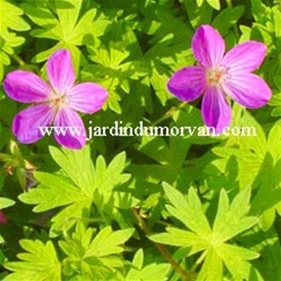 GERANIUM 'DIVA'