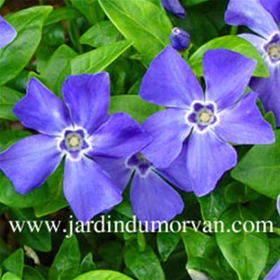 VINCA MINOR 'FLOWER POWER'