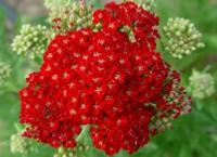 ACHILLEA 'RED VELVET'
