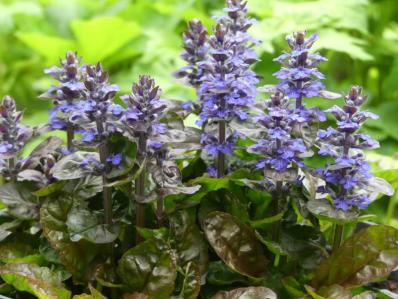 AJUGA REPTANS 'SIMON'S TYPE'