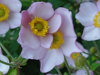 ANEMONE TOMENTOSA 'ALBA DURA'