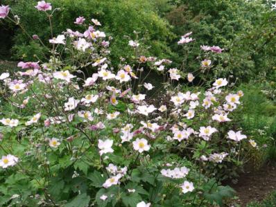 ANEMONE TOMENTOSA Pei