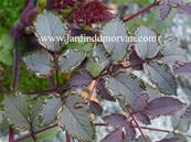 ANGELICA GIGAS ATROPURPUREA'