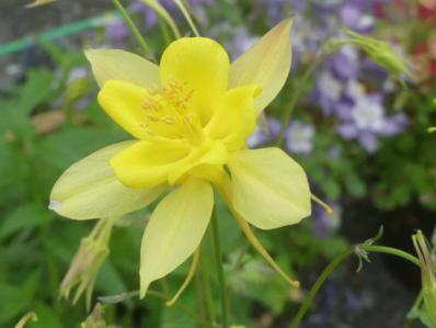 AQUILEGIA CHRYSANTHA 'DENVER GOLD'