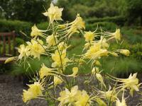 AQUILEGIA CHRYSANTHA 'DENVER GOLD'