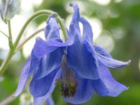 AQUILEGIA VULGARIS