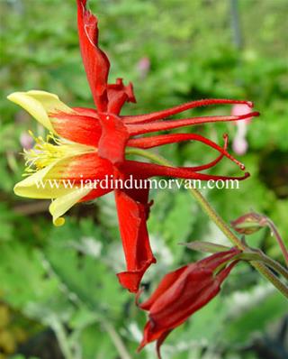 AQUILEGIA 'MUSIK ROT GOLD'