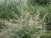 ARTEMISIA LACTIFLORA 'GUIZHOU'