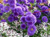 ASTER NOVI BELGII 'BLUE POMPON'