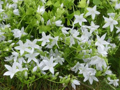 CAMPANULA POSCHARSKYANA 'SCHNEERANKE'