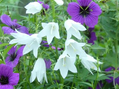 CAMPANULA RAPUNCULOIDES 'ALBA'