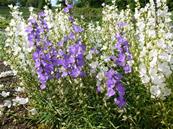 CAMPANULA LATILOBA