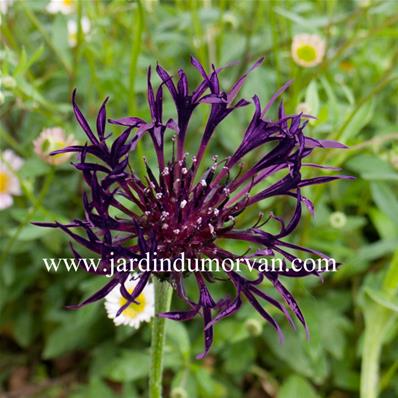 CENTAUREA MONTANA 'JORDY'