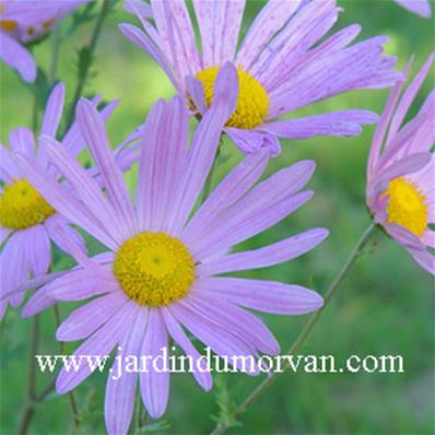 CHRYSANTHEMUM 'CLARA CURTIS'