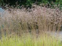 DESCHAMPSIA FLEXUOSA ‘TATRA GOLD’