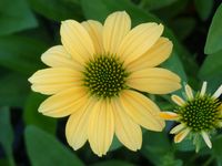 ECHINACEA PURPUREA 'MELLOW YELLOW'