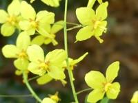 EPIMEDIUM PERRALCHICUM 'FROHNLEITEN'