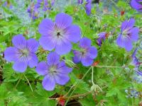 GERANIUM 'ROZANNE' (= GERANIUM JOLLY BEE')