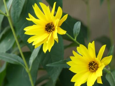 HELIANTHUS TUBEROSUS ‘NAIN’