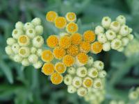 HELICHRYSUM 'SULPHUR LIGHT'