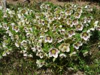 HELLEBORUS ORIENTALIS 'WHITE SPOTTED'