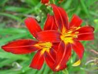 HEMEROCALLIS CRIMSON PIRATE - HEMEROCALLE ROUGE VIF