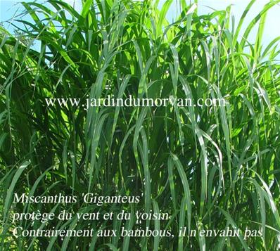 MISCANTHUS 'GIGANTEUS'