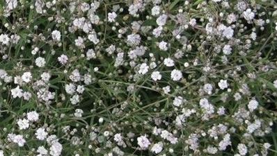 GYPSOPHILA REPTENS 'JOLIEN'