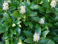 PACHYSANDRA TERMINALIS 'GREEN CARPET'