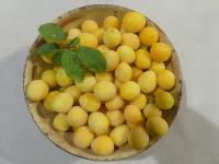 PRUNUS MIROBOLAN