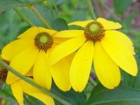 RUDBECKIA NITIDA 'AUTUMN GLORY'