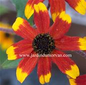 RUDBECKIA TRILOBA 'PRAIRY GLOW'