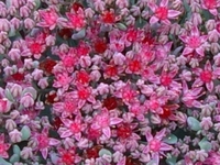 SEDUM CAUTICOLUM 'LIDAKENSE'