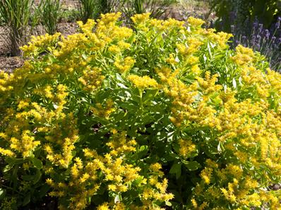 SEDUM TAKESIMENSE