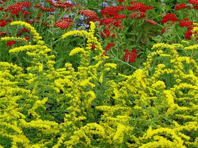 SOLIDAGO RUGOSA
