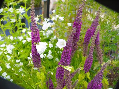 TEUCRIUM HYRCANICUM