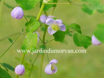 THALICTRUM DELAVAYI (49)