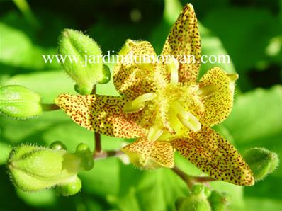 TRICYRTIS LATIFOLIA