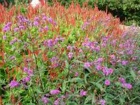 VERNONIA CRINITA 'MORVAN'