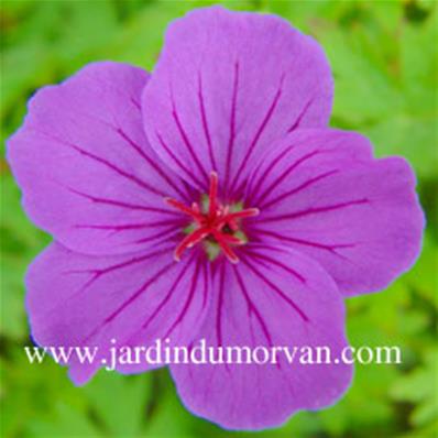 GERANIUM 'DILYS'