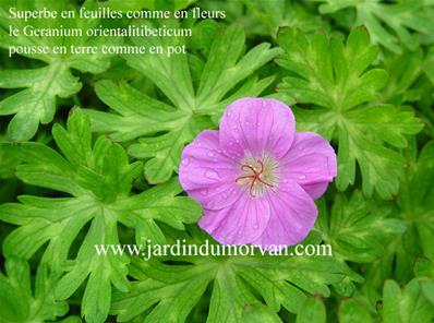 GERANIUM ORIENTALITIBETICUM