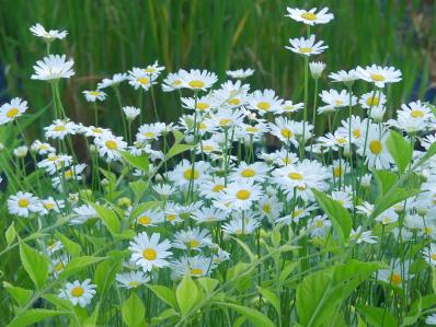 TANACETUM CINERARIIFOLIUM