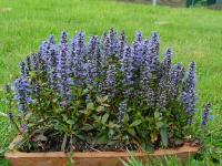 AJUGA X TENORII 'CHOCOLATE CHIPS'