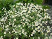 TANACETUM NIVEUM 'JACKPOT'