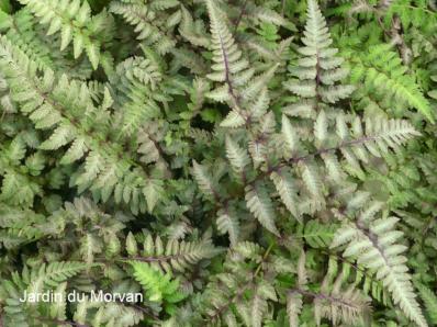 ATHYRIUM NIPONICUM ‘RED BEAUTY’