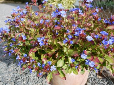 CERATOSTIGMA PLUMBAGINOIDES